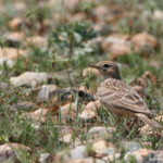 Alouette calandrelle (Crau, 13)