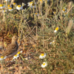 Alouette calandrelle (El Planeron, Espagne)