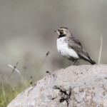 Alouette haussecol (Arménie)