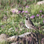 Alouette haussecol (Arménie)