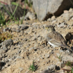 Alouette haussecol (Arménie)