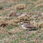 Alouette haussecol (Maroc)