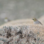 Alouette haussecol (Maroc)