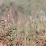 Alouette des champs (El Planeron, Espagne)