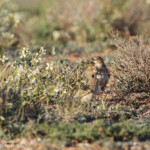 Alouette pispolette (El Planeron, Espagne)