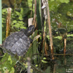 Cistude d'Europe - Le Roubaud, Hyères (83)