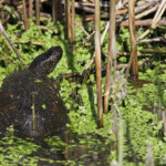 Cistude d'Europe - Le Roubaud, Hyères (83)