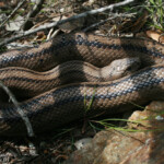 Couleuvre à échelons, Port-cros