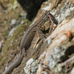 Lézard des murailles, Port-Cros (Var)