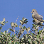 Bec croisé des sapins (Cap Sicié, 83)