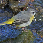 Bergeronnette des ruisseaux, Solliès Toucas, Vallée du Gapeau Var, mars 2017