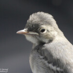 Bergeronnette grise (Norvège)