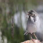 Bergeronnette grise (Norvège)