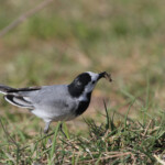 Bergeronnette grise (La Garde 83)