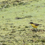 Bergeronnette printanière feldegg - Arménie