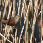 Bouscarle de Cetti (Hyères, 83)