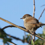 Bouscarle de Cetti (Hyères, 83)