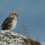 Bruant des neiges, juv (Islande)