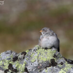 Bruant des neiges, juv (Norvège)