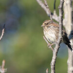 Bruant des roseaux