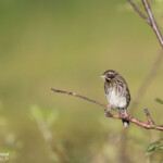 Bruant des roseaux (Norvège)