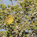 Bruant jaune (Lozère)