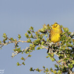 Bruant jaune (Lozère)