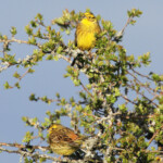 Bruant jaune (Lozère)