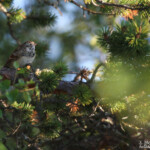 Bruant lapon (Norvège)