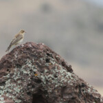 Bruant mélanocéphale, juv (Arménie)