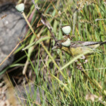 Bruant mélanocéphale (Arménie)