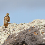 Bruant ortolan (Arménie)