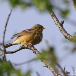 Bruant ortolan (Valensole, 04)