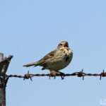 Bruant proyer (Camargue)