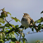 Bruant proyer (Espagne)