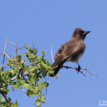 Bulbul des jardins (Maroc)