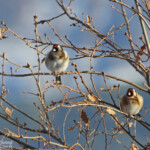 Chardonneret élégant (Gap, 05)
