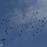 Chocard à bec jaune