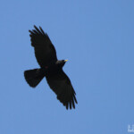 Chocard à bec jaune