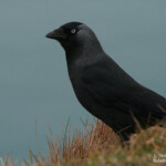 Choucas des tours (Etretat)
