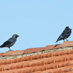 Choucas des tours (Crau, 13)