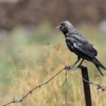 Choucas des tours (Arménie)