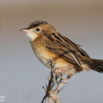 Cisticole des joncs, Camargue, octobre 2015