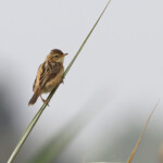 Cisticole des joncs (Espagne)