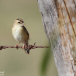 Cisticole des joncs (Espagne)