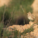 Cochevis huppé (Maroc)