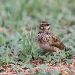 Cochevis huppé (Maroc)