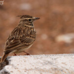 Cochevis de Thékla (Maroc)