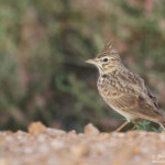 Cochevis de Thékla (Maroc)