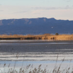 Delta de l'Ebre - El Garxal